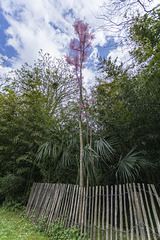 Rêve rose