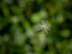 Float on by