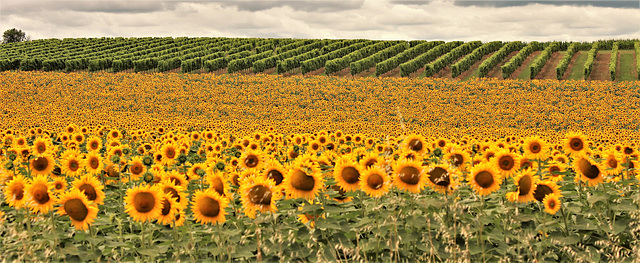 Sunflowers & Vines