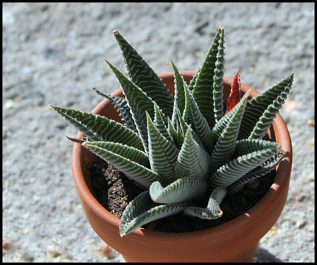 Haworthia limifolia fa striata (5)