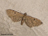 1832 Eupithecia assimilata (Currant Pug)