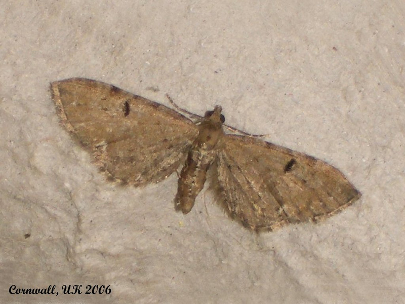 1832 Eupithecia assimilata (Currant Pug)