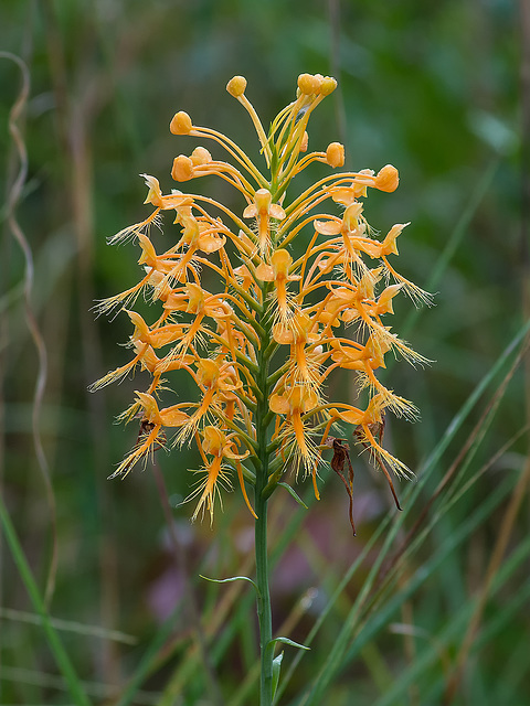 Platanthera ciliaris (Yellow Fringed orchid)