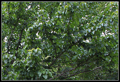 Davidia involucrata  (3)