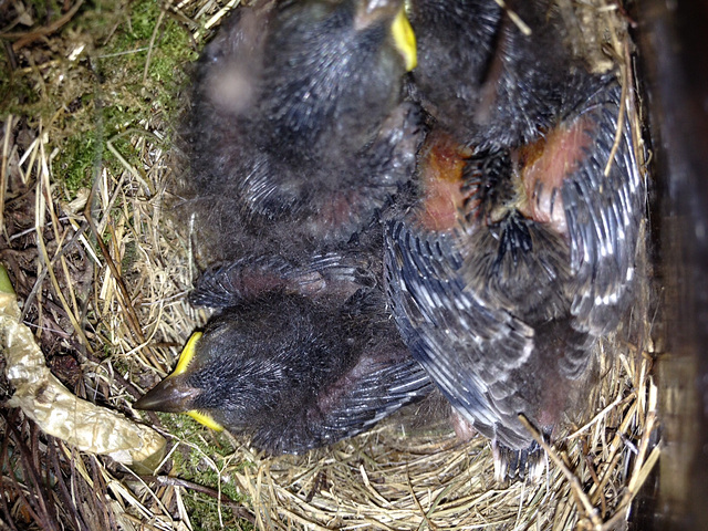 baby juncos