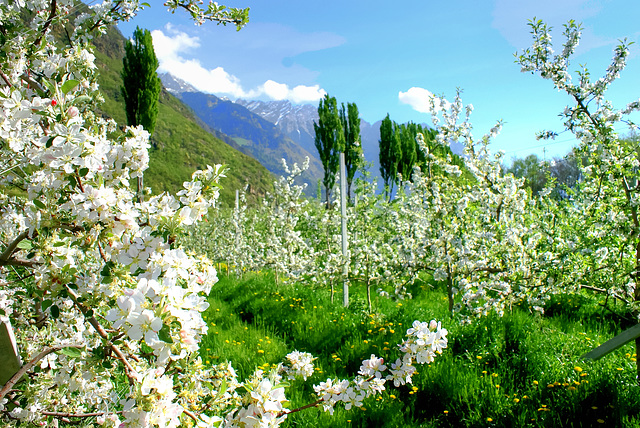 Apfelblüten im Vintschgau. ©UdoSm