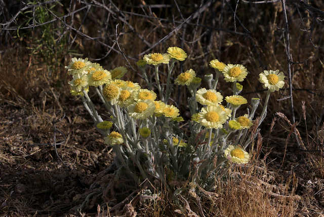 Woolly Daisy