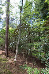 LR-0583