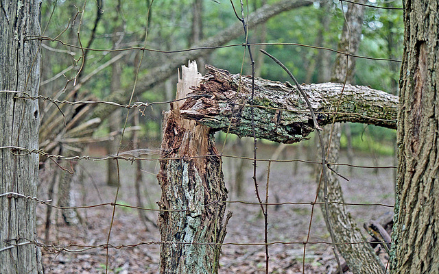 An Old Fence and Broken Tree