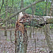 An Old Fence and Broken Tree