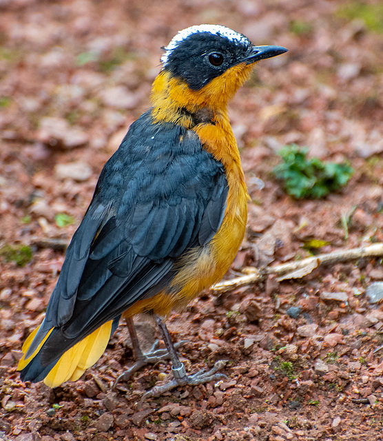 Snowy capped robin chat