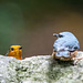 Robin and nuthatch faceoff