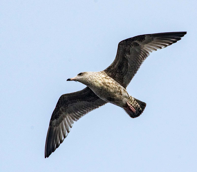 Gull in flight11