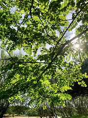 Under the shade of the Robinia Pseudoacacia - https://en.m.wikipedia.org/wiki/Robinia_pseudoacacia