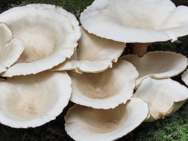 Very large, white fungi