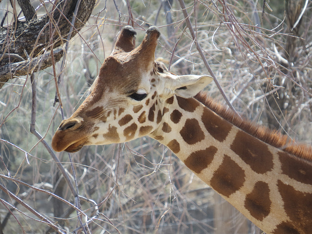 Giraffe