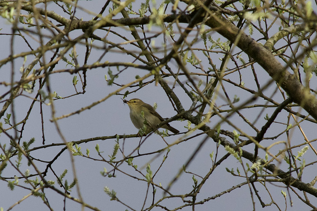 Willow Warbler