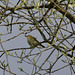 Willow Warbler