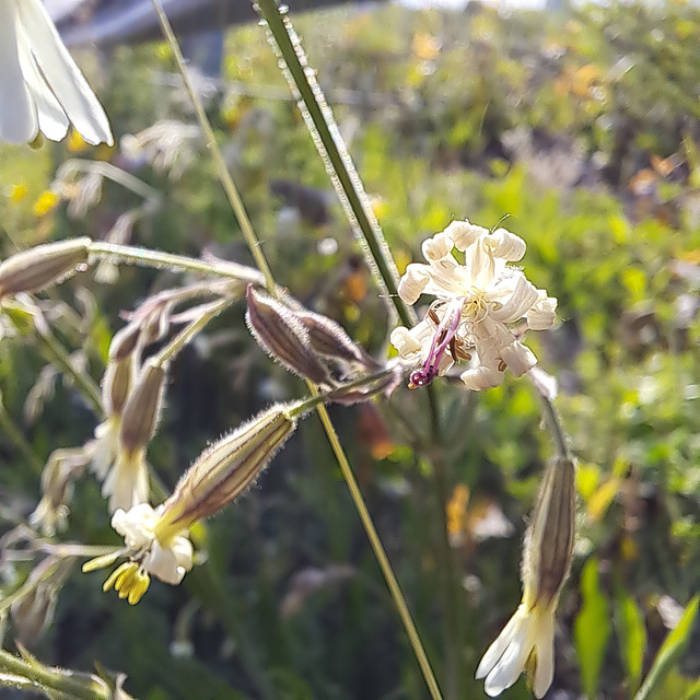 Nickendes Leimktraut (Silene nutans)