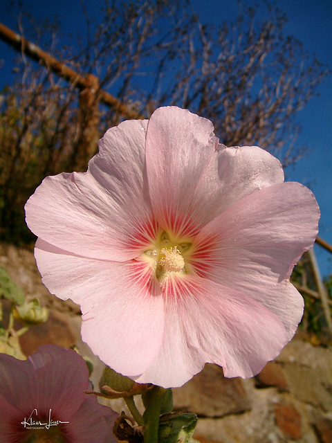 Malvenblüte