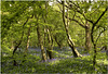 Arlington Bluebell Walk, Sussex