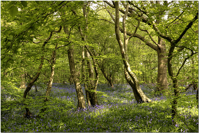 Arlington Bluebell Walk, Sussex Arlington Bluebell Walk, Sussex