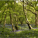 Arlington Bluebell Walk, Sussex