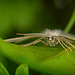 Der Braunstirn-Weißspanner (Cabera exanthemata) gehört zu den Nachtfaltern :)) The Brown-fronted White Moth (Cabera exanthemata) belongs to the moths :)) Le papillon blanc à front brun (Cabera exanthemata) appartient aux papillons de nuit :))