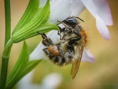 Bee Feeding on Salvia