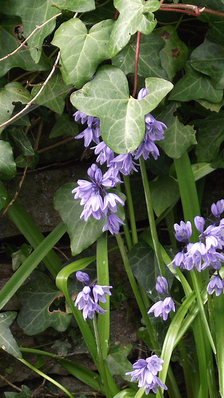 Bluebells have started to come out