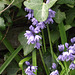 Bluebells have started to come out