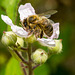 Hony Bee on Rose 01