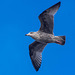 Gull in flight12
