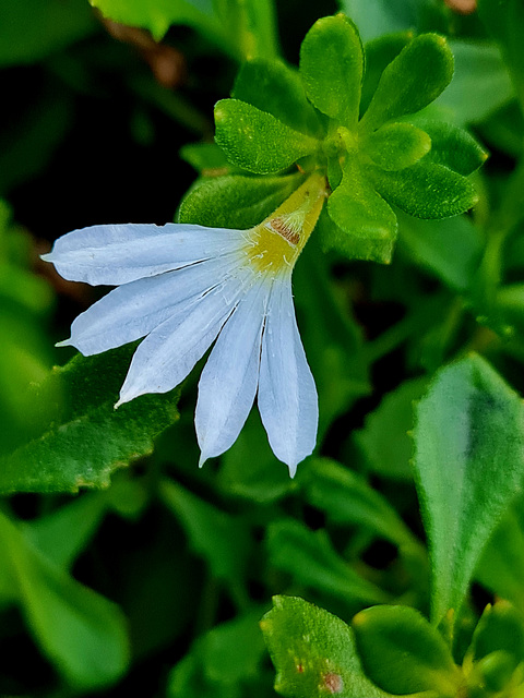 White scaevola