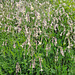 Nickendes Leimktraut (Silene nutans)