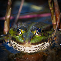 Happy Frog Friday - HFF