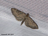 1835 Eupithecia tripunctaria (White-spotted Pug)