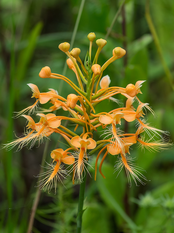 Platanthera ciliaris (Yellow Fringed orchid)