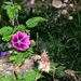 Boeketje met distel en brandnetel