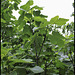 Ficus carica (1)
