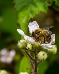 Hony Bee on Rose 02