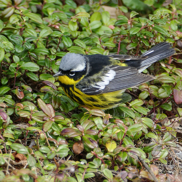 Day 10, Magnolia warbler / Setophaga magnolia, by dry dock