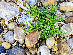 Wild Samphire