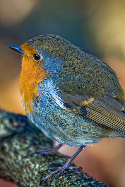 Robin close up 1