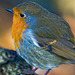 Robin close up 1