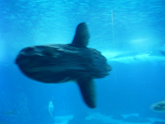 Sunfish (Mola mola).