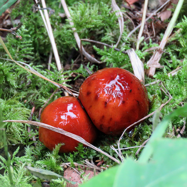 Eye-catching fungi - The Sickener / Russula emetica?