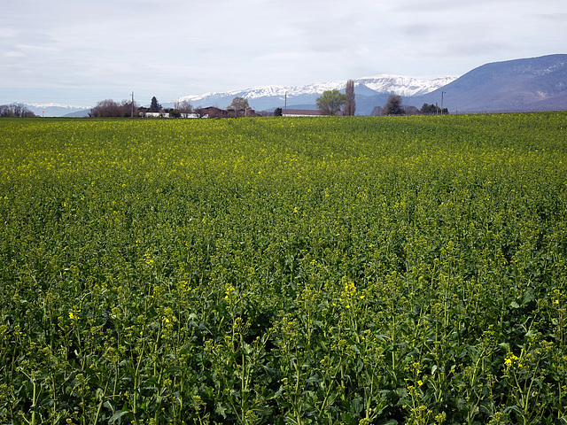 Letzter Schnee auf den Jurahöhen, und hier unten beginnt der Raps zu Blühen