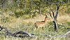 Impala Antilope im Busch