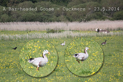 Bar-headed Goose - Cuckmere valley - 23.5.2014